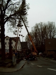 Maibaum 2003