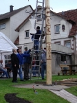 Maibaum 2008