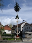 Maibaum 2008