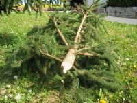 Maibaum 2010