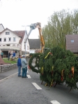 Maibaum 2010