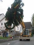 Maibaum 2010