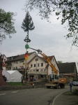 Maibaum 2010