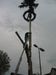 Maibaum 2010